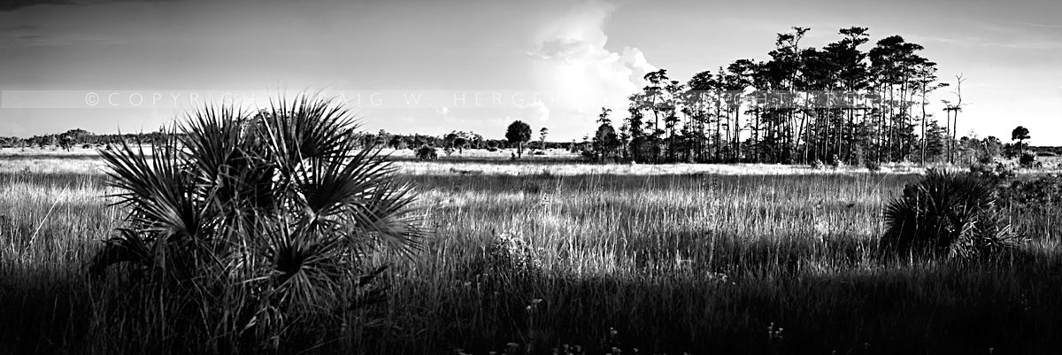 "MG 8789" - Florida (OE)