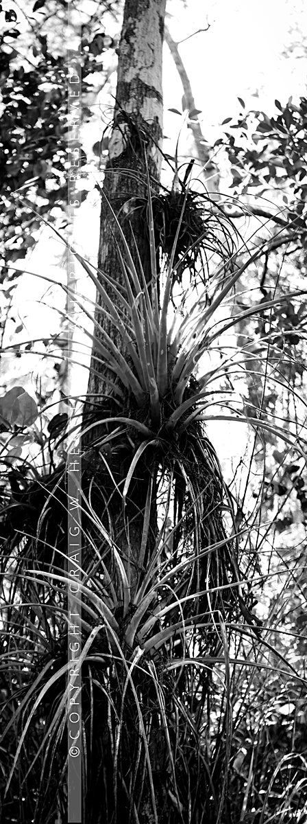 "MG 8659" - Florida (OE)