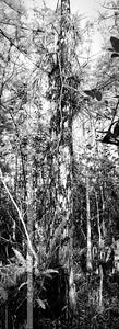 "MG 8682" - Flordia (OE)