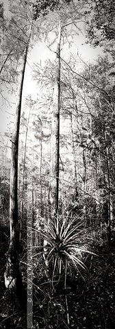 "MG 8739" - Florida (OE)