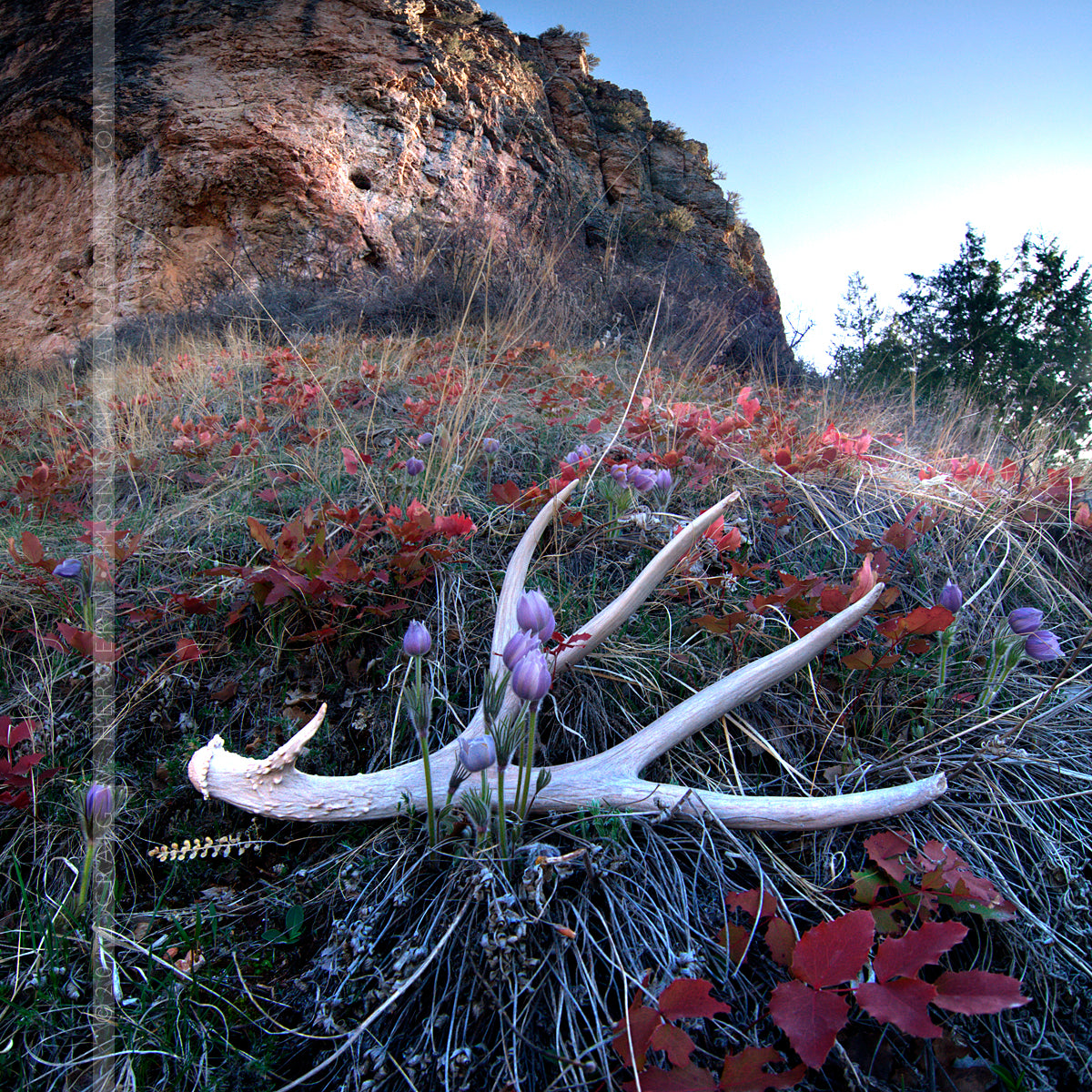 "Horn Shed" - Bighorn Canyon  (OE)