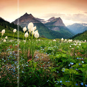 "Beargrass & Chinese Forget-Me-Nots" - Glacier N.P., MT (OE)