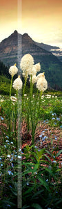 "Beargrass Evening" Glacier N.P., MT (OE)