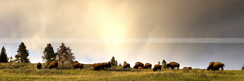 "Calving Season, Hayden Valley" - Yellowstone N.P., MT