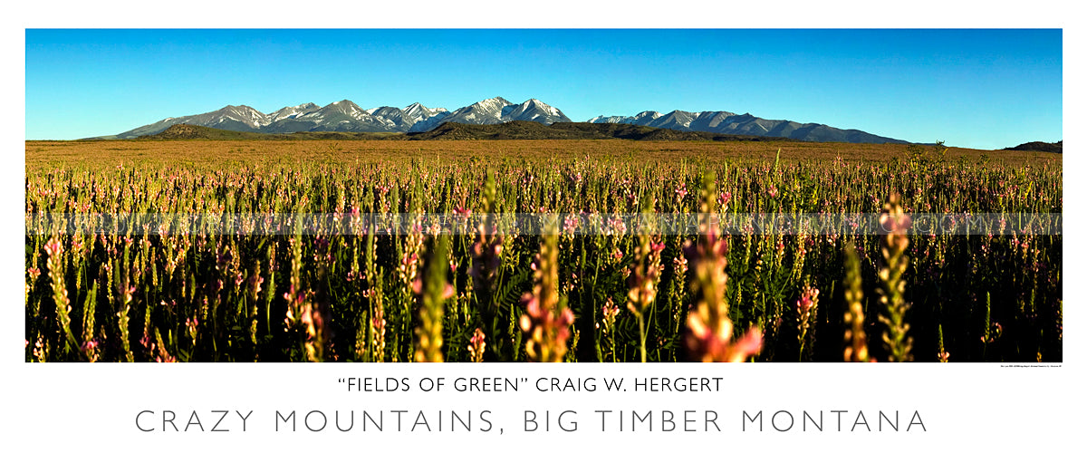 "Fields of Green" - Big Timber, MT - POSTER