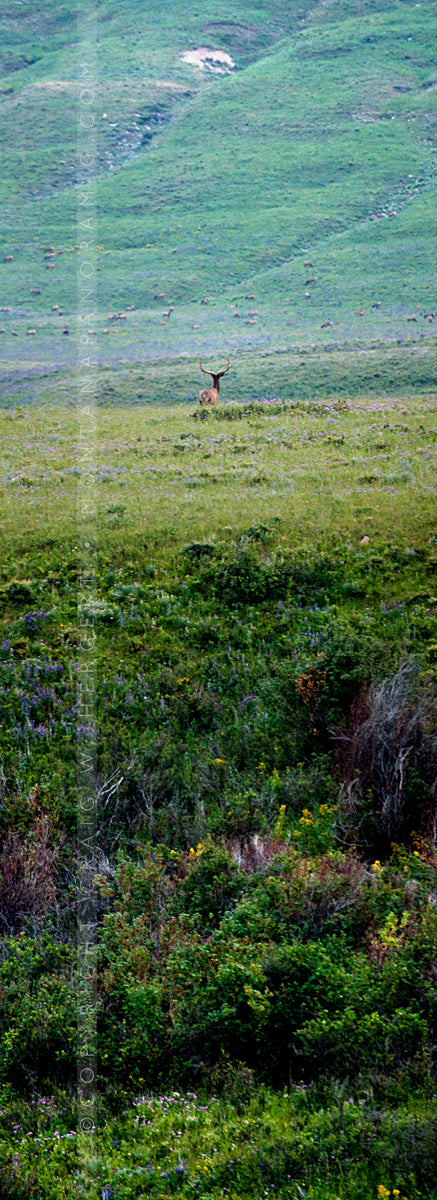 "MG 7559" - Cascade, MT (OE)