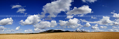 "Collection #6981" - Sunburst, Montana (OE)