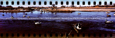 "Goose Retrieve" - Montana (OE)
