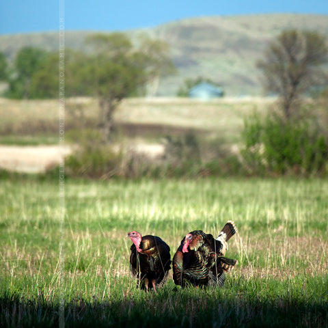 "MG 5724" - Bighorn River, Fort Smith (OE)