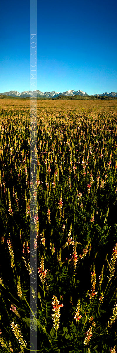 "Red Bloom" - Big Timber, MT