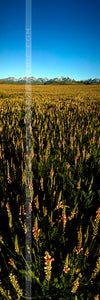"Red Bloom" - Big Timber, MT