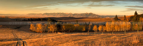 "Little Bear Gold" - Bozeman, MT
