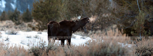 Moose Meadows (OE)