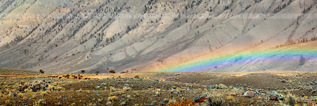 "Calving Season: Over the Rainbow" - Yellowstone N.P., MT