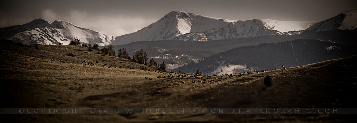 "Spring in the Foothills" - Near Norris, MT (OE)