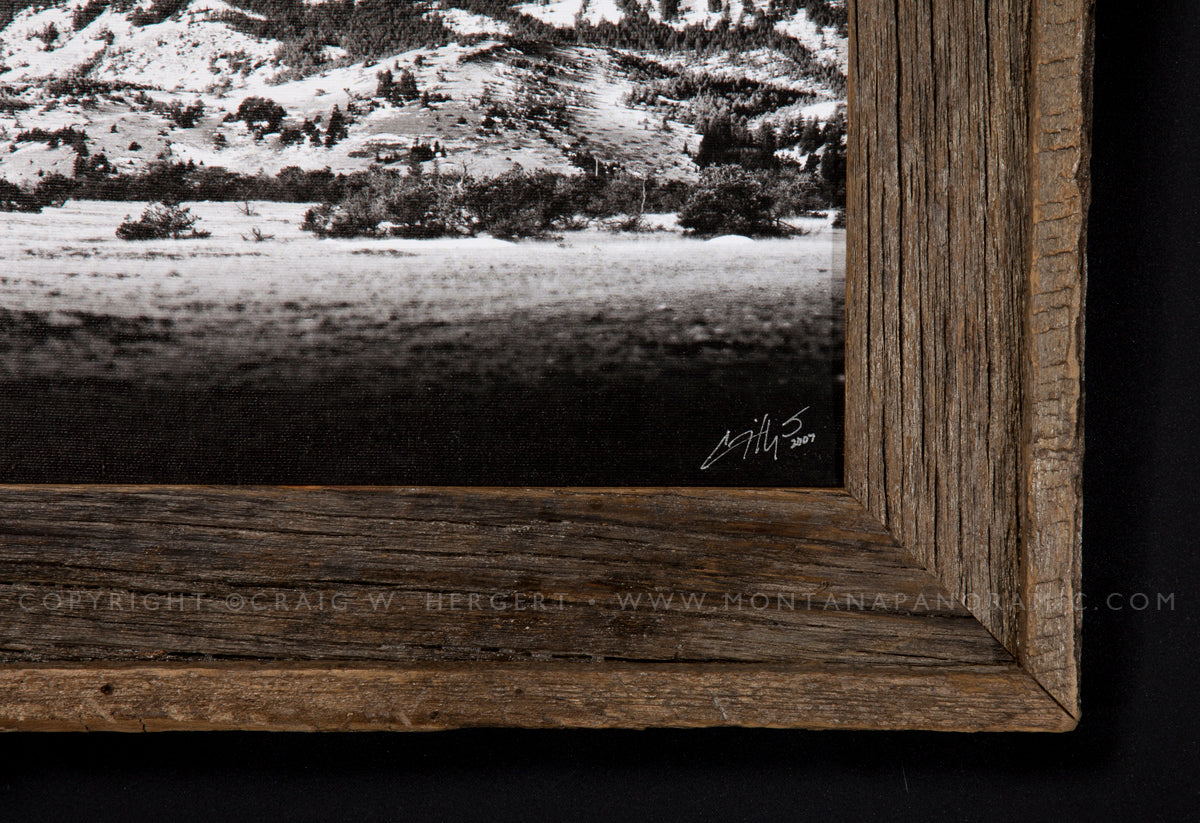 "Limber Pine" - Barnwood Framed - 44"x14"  - Choteau, MT (OE)