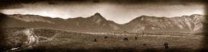 "Logan Pasture" - Logan, MT (OE)
