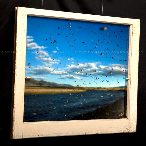 "Collection #3436 -Madison Caddis Hatch 2" (OE) Ennis, MT