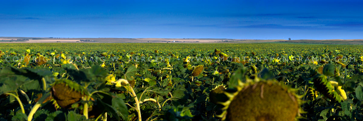 "Sunflower Fields" - Sidney (OE)