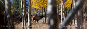 "Bugle #2" - Jackson, MT (OE)