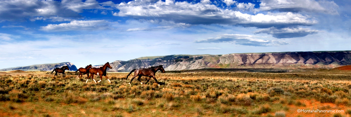 "Running Room" - Pryor, MT