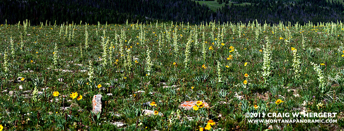 "Collection #5291" - Gravelly Range, MT (OE)