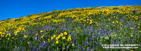 "Collection #5102" - Gravelly Range, MT (OE)