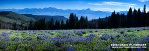 "Gravelly Lupine" - Madison Valley, MT (OE)