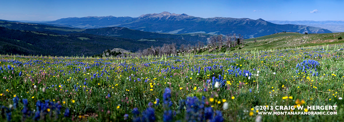 "Collection #5252" - Gravelly Range, MT (OE)