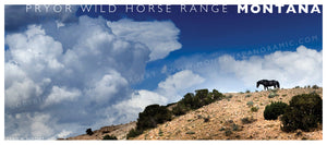 "King of the Hill" Pryor Wild Horse Range - POSTCARD