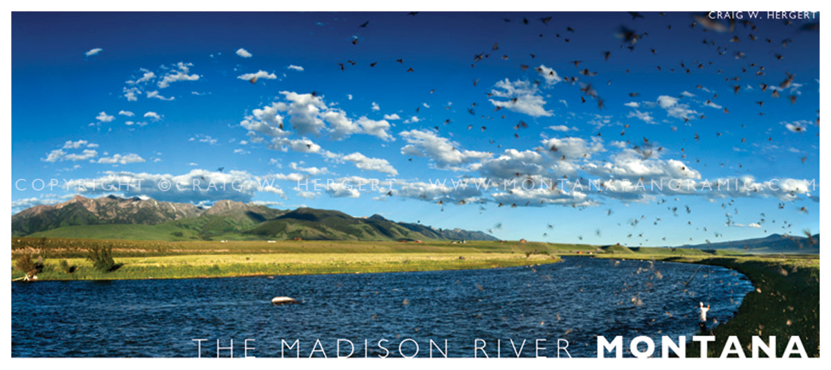 "Madison Hatch" - POSTCARD