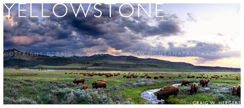 "Yellowstone" National Park - POSTCARD