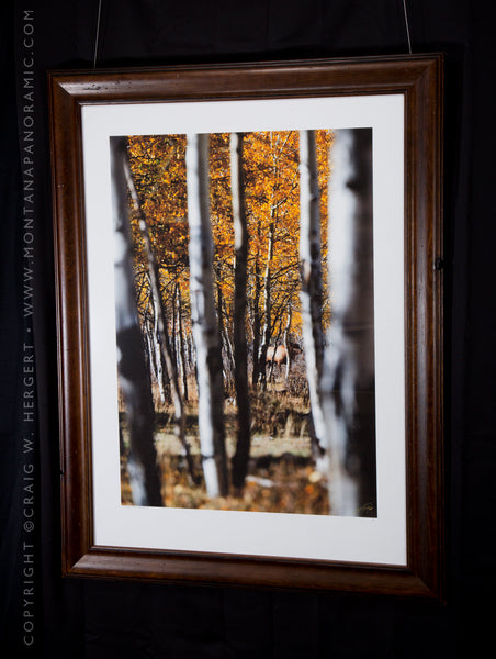 "Collection #1001"  (Fall elk rut)