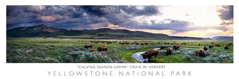 "Calving Season-Lamar" -  Yellowstone National Park, WY - POSTER