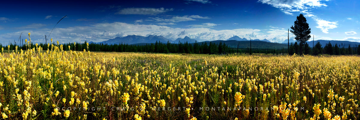 "Lone Pine Prairie" - Glacier N.P., MT (OE)