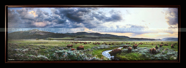 "Calving Season, Lamar" - Yellowstone National Park