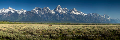 "Lone Bull Meadows" - Grand Teton N.P., MT