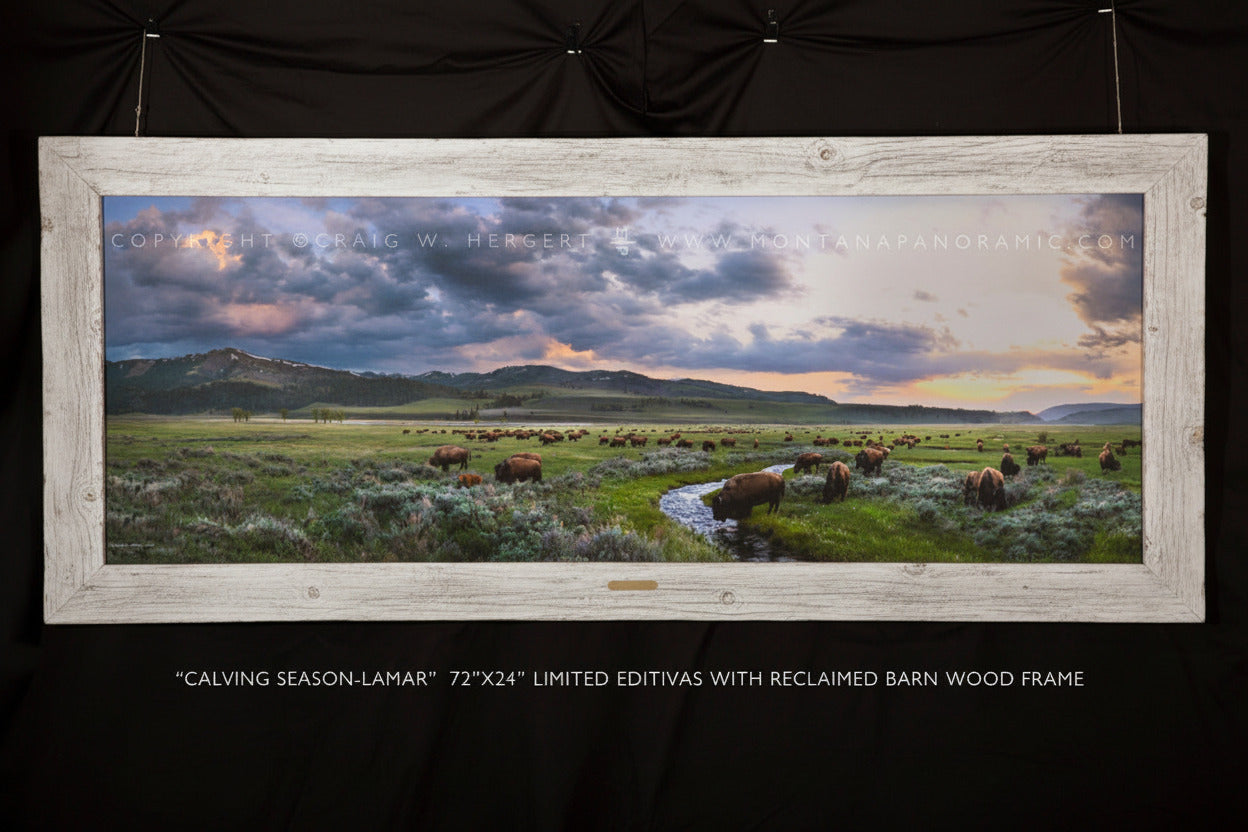 "Calving Season-Lamar" - Framed 102" x 35" Limited Edition Canvas with whitewashed barn wood frame