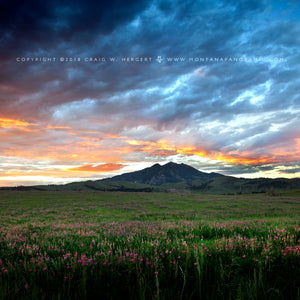 “Fort Ellis Bloom" Bozeman, MT