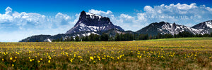 "Sphinx Lily" - Montana