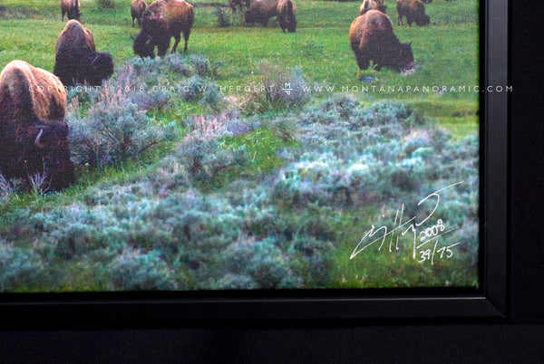 "Calving Season-Lamar" - Limited Edition of 75 on Canvas--72" x 24" Canvas Wrap w- Black Floating Frame