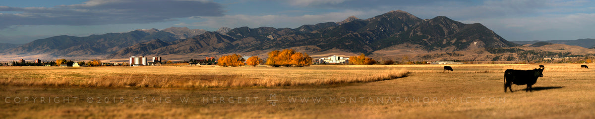 "Cowtown" - Bozeman, MT