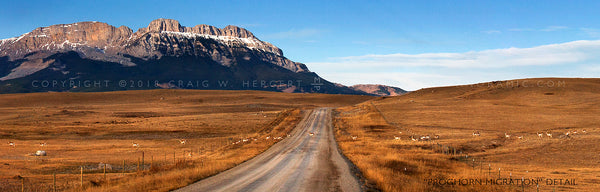 "Pronghorn Migration" - Rocky Mountain Front, MT