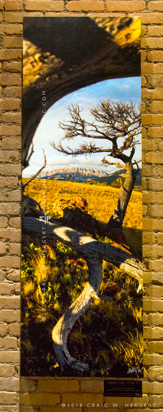 "Limber Pine Study #1" - Augusta, MT