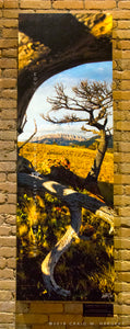 "Limber Pine Study #1" - 24"x72" canvas gallerywrap