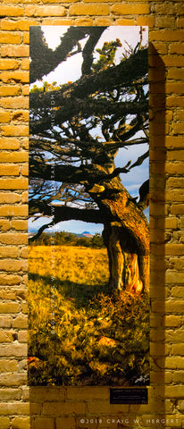 "Limber Pine Study #3" - 24"x72" canvas gallerywrap3
