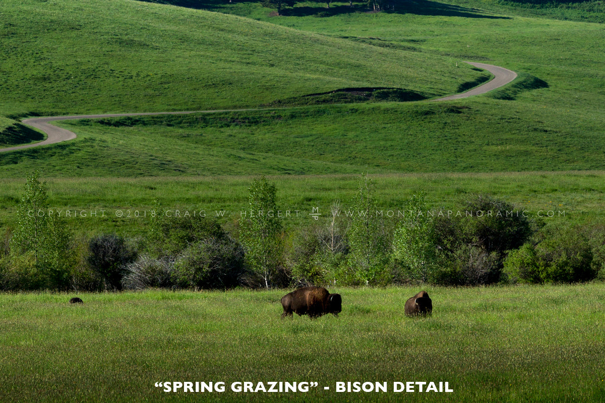 "Spring Grazing" - Spanish Peaks Montana