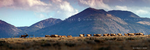 "Fall in the Centennials" near Dillon, MT