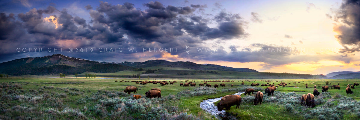 "Calving Season, Lamar" - Yellowstone National Park