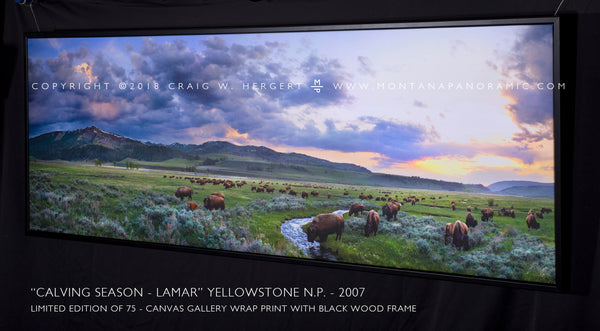 "Calving Season-Lamar" - Limited Edition of 75 on Canvas--72" x 24" Canvas Wrap w- Black Floating Frame